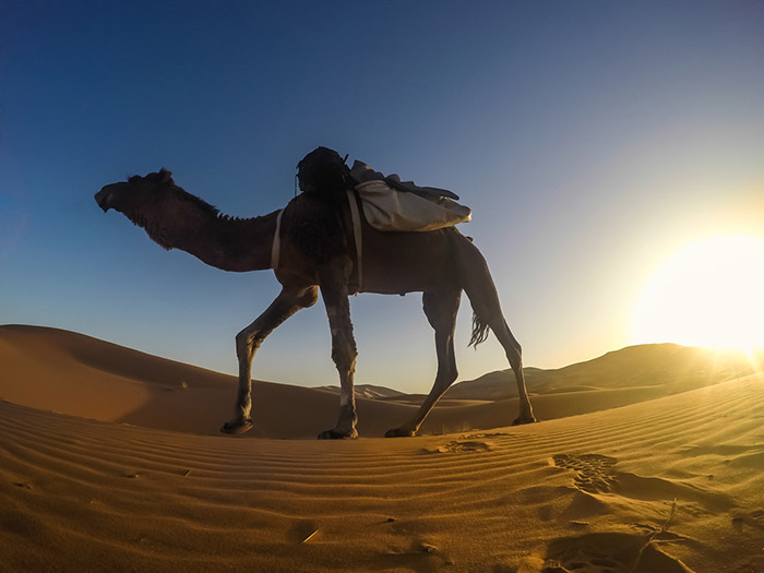 camel desert